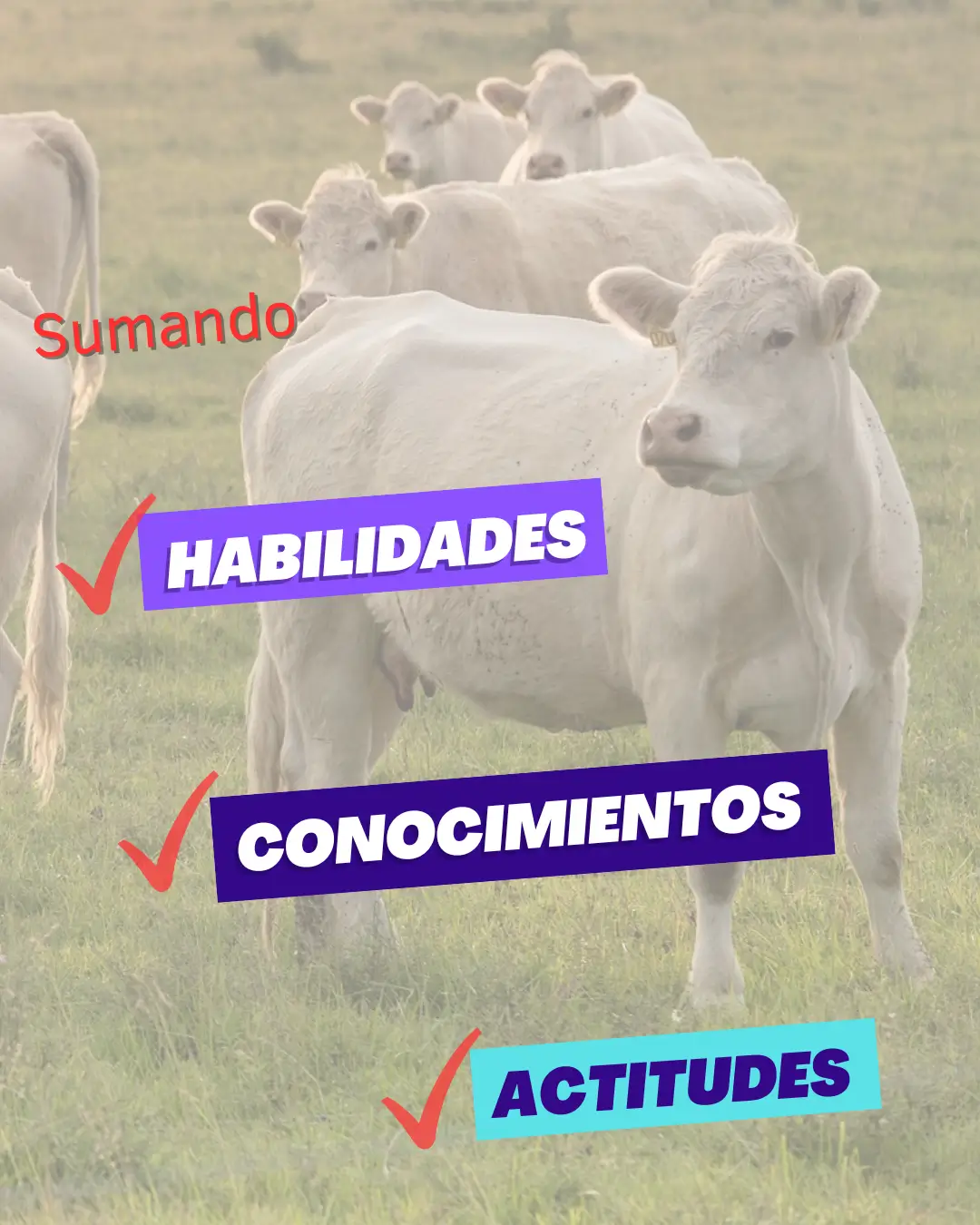 imagen aporte de valor curso practicas de evaluación genética animal